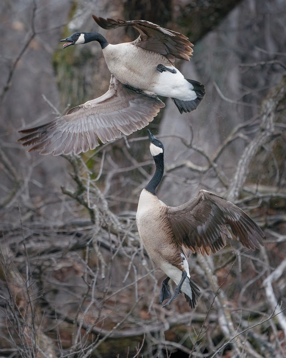 Canada Goose - Rick Wilhoit