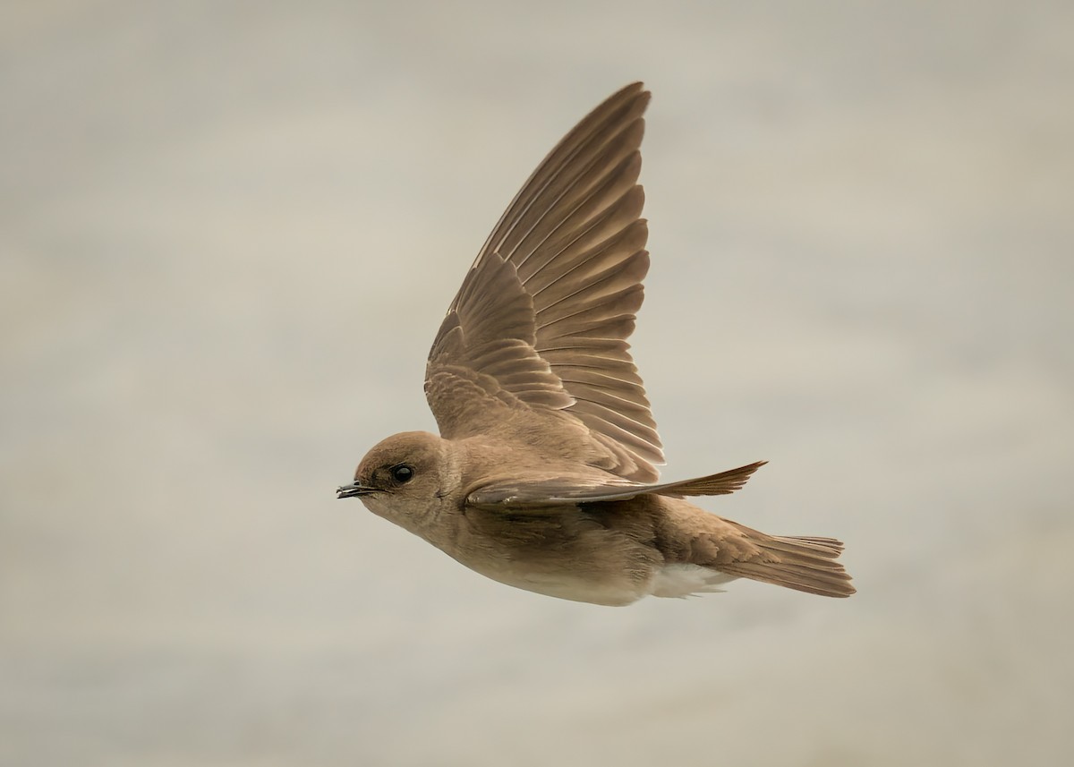 Hirondelle à ailes hérissées - ML430247411