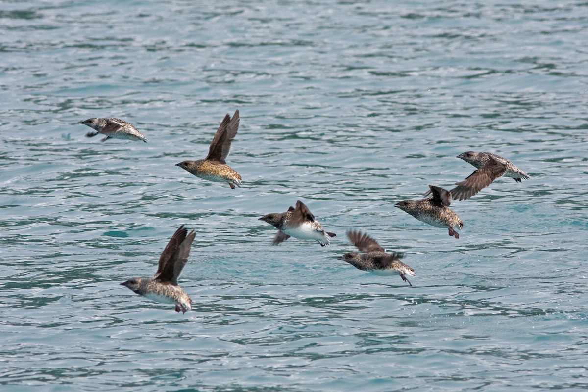 Kittlitz's Murrelet - ML43024781