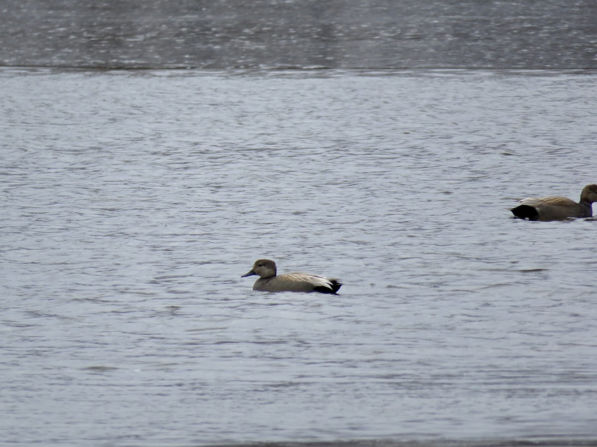 Gadwall - ML430248241