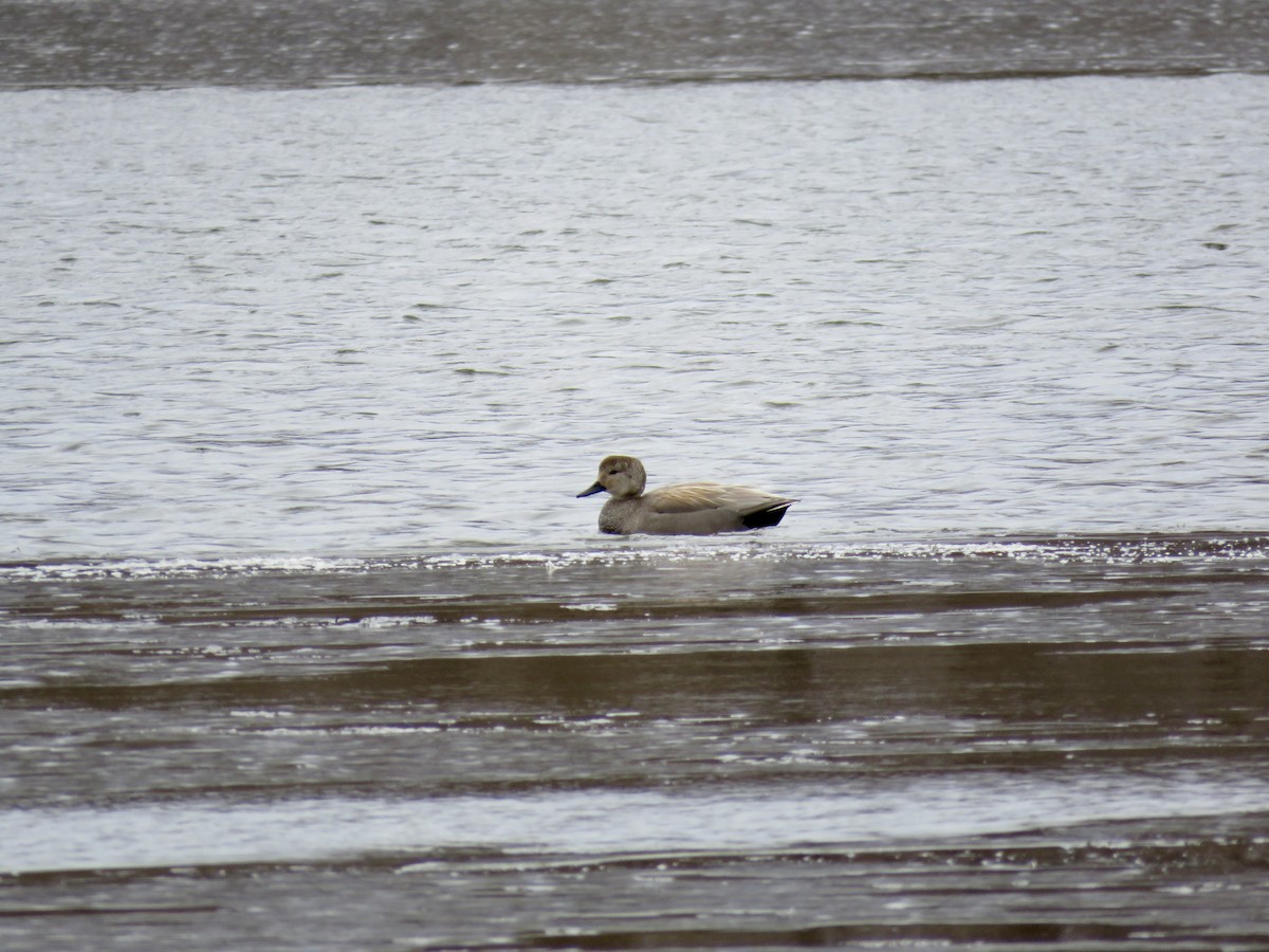 Gadwall - ML430248251