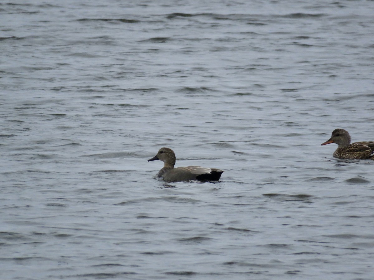 Gadwall - ML430248881