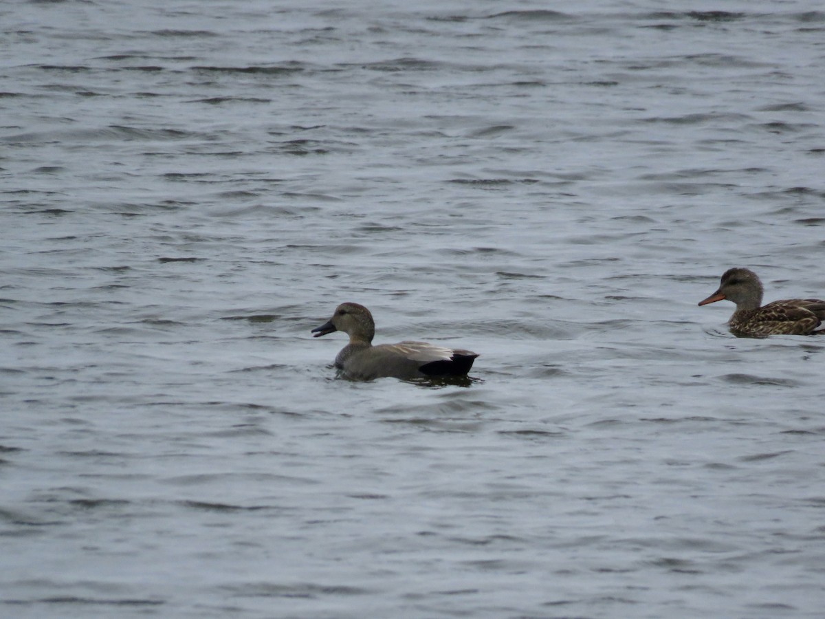 Gadwall - ML430248921