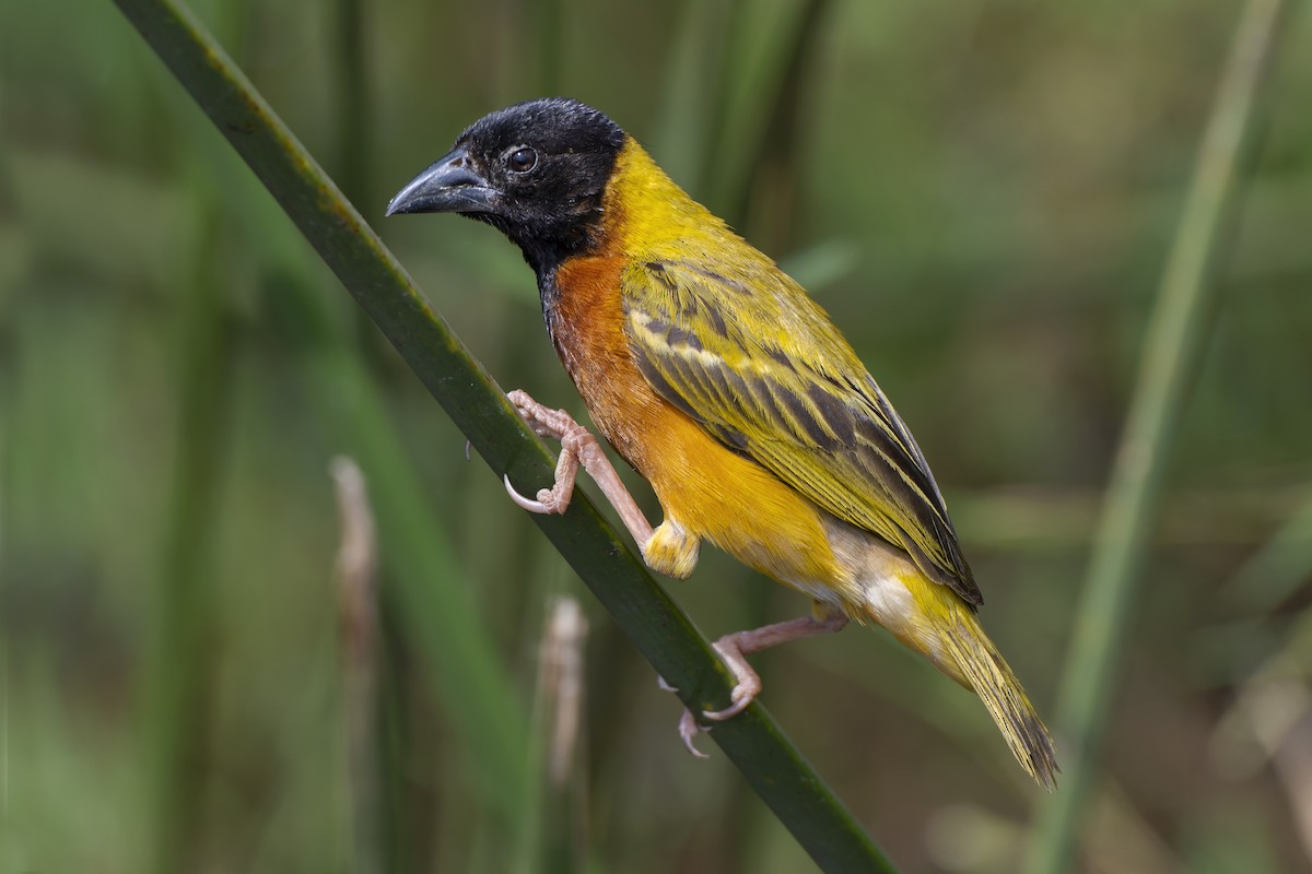 Black-headed Weaver - ML430249201