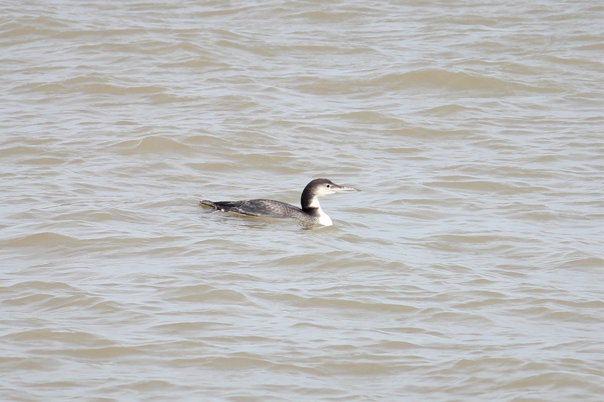 Common Loon - James Kerner