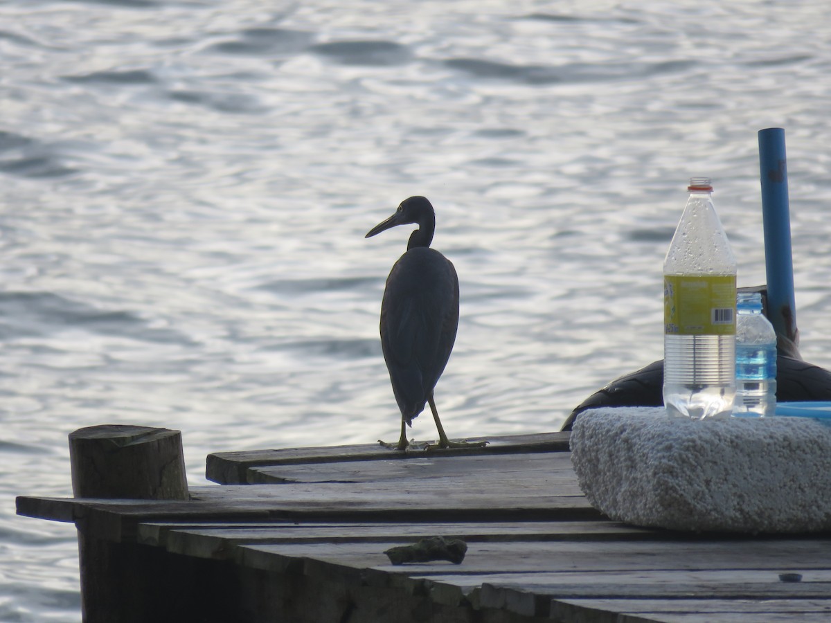 Pacific Reef-Heron - ML43024941