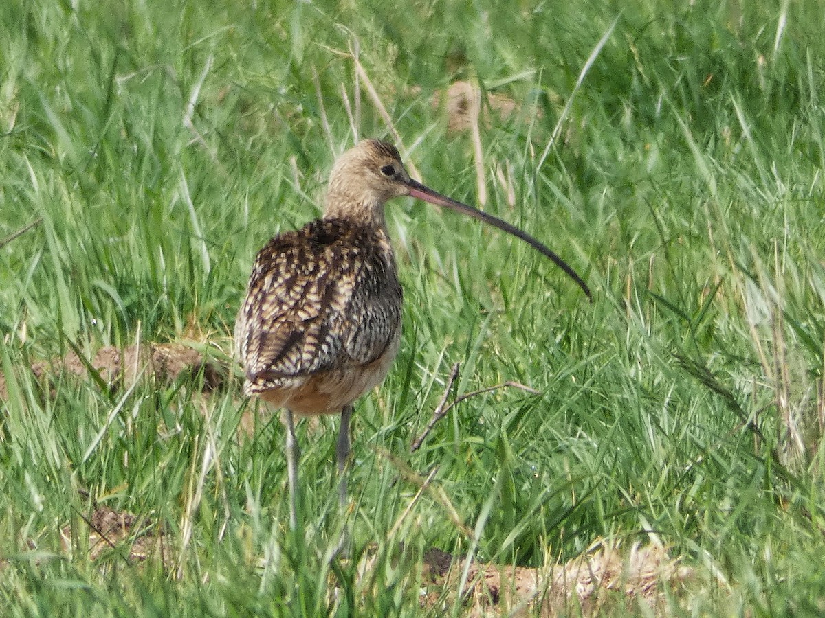 Long-billed Curlew - ML430249521