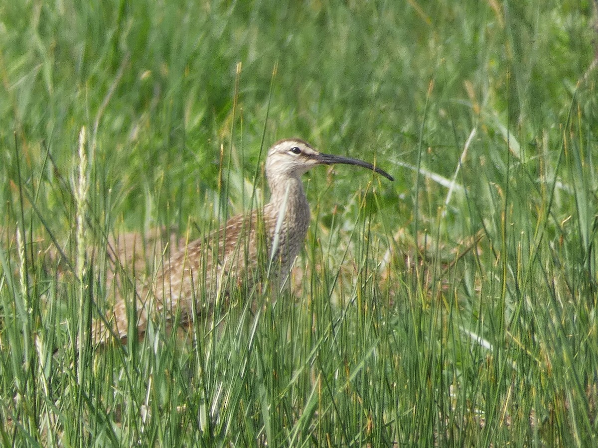 Whimbrel - ML430249651