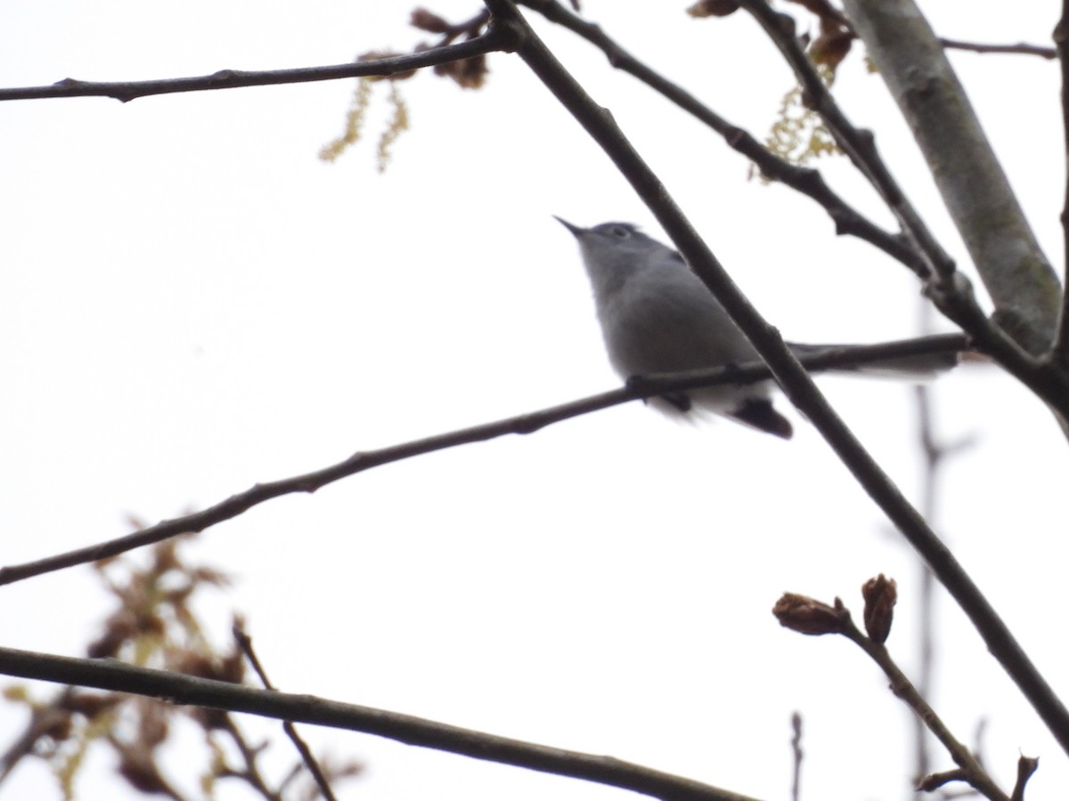 Blue-gray Gnatcatcher - ML430251641