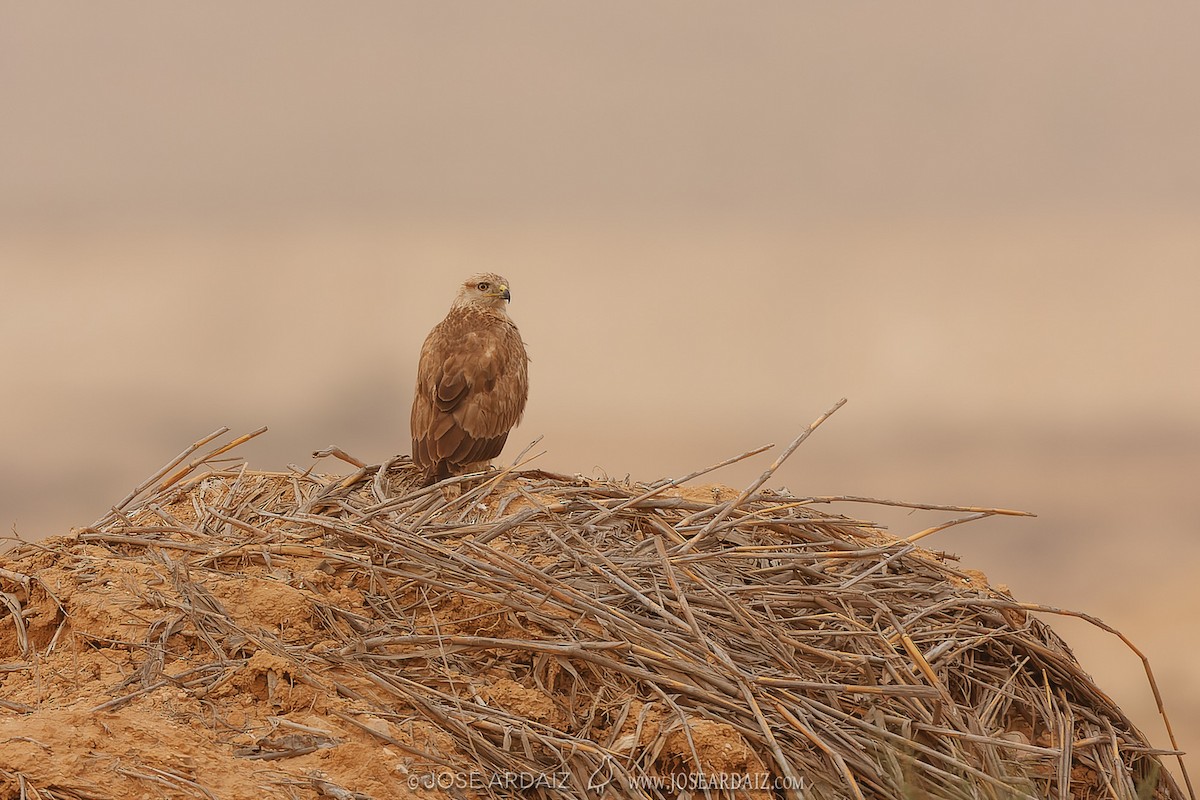 Long-legged Buzzard - ML430251691