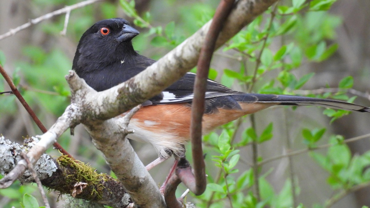 Eastern Towhee - ML430252041