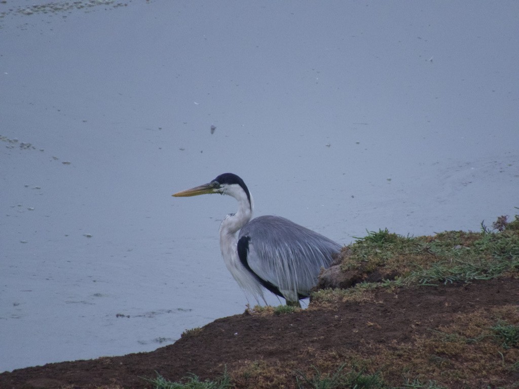 Cocoi Heron - Alvaro Quezada Thierfelder