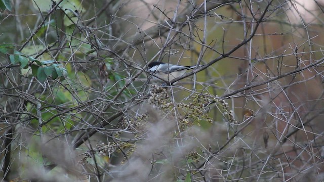 Mésange à tête noire - ML430253071