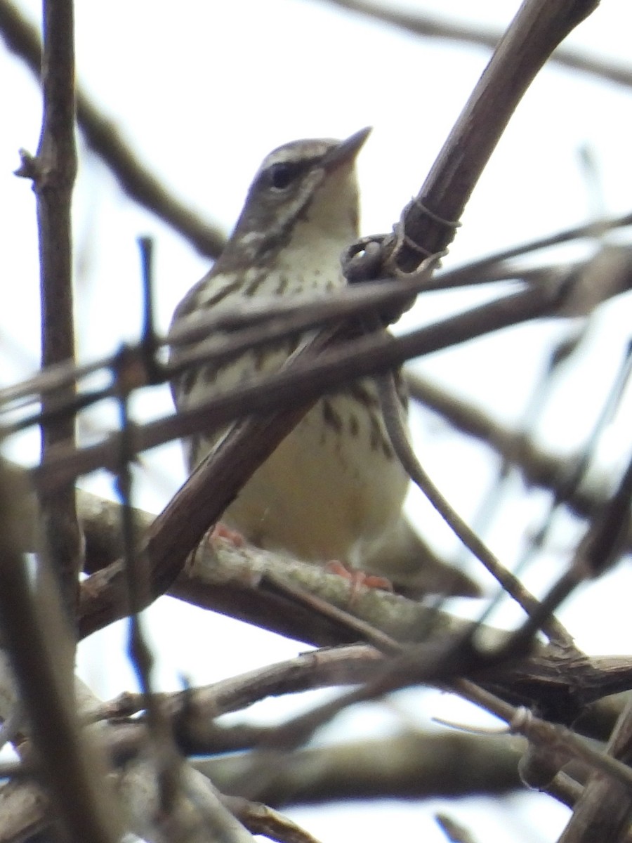 Louisiana Waterthrush - ML430255291