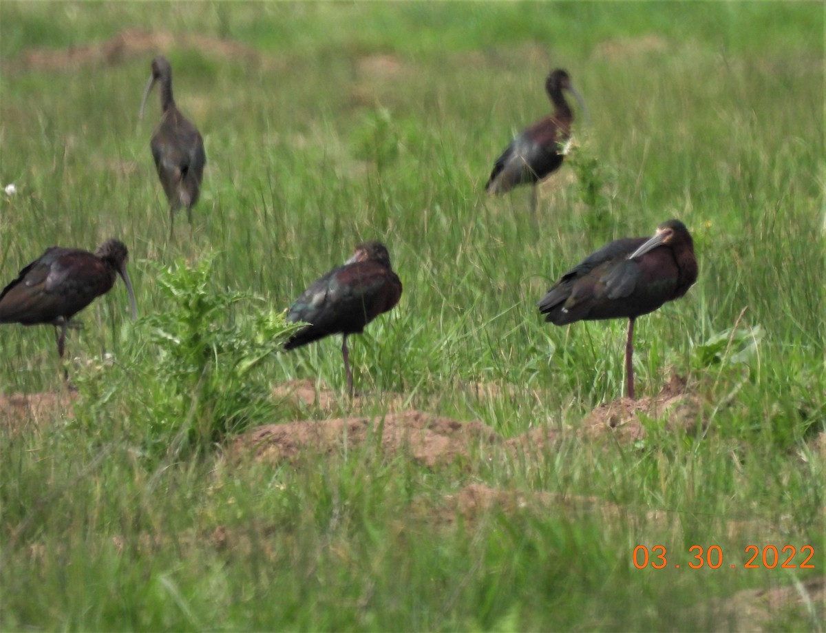 ibis americký - ML430256191