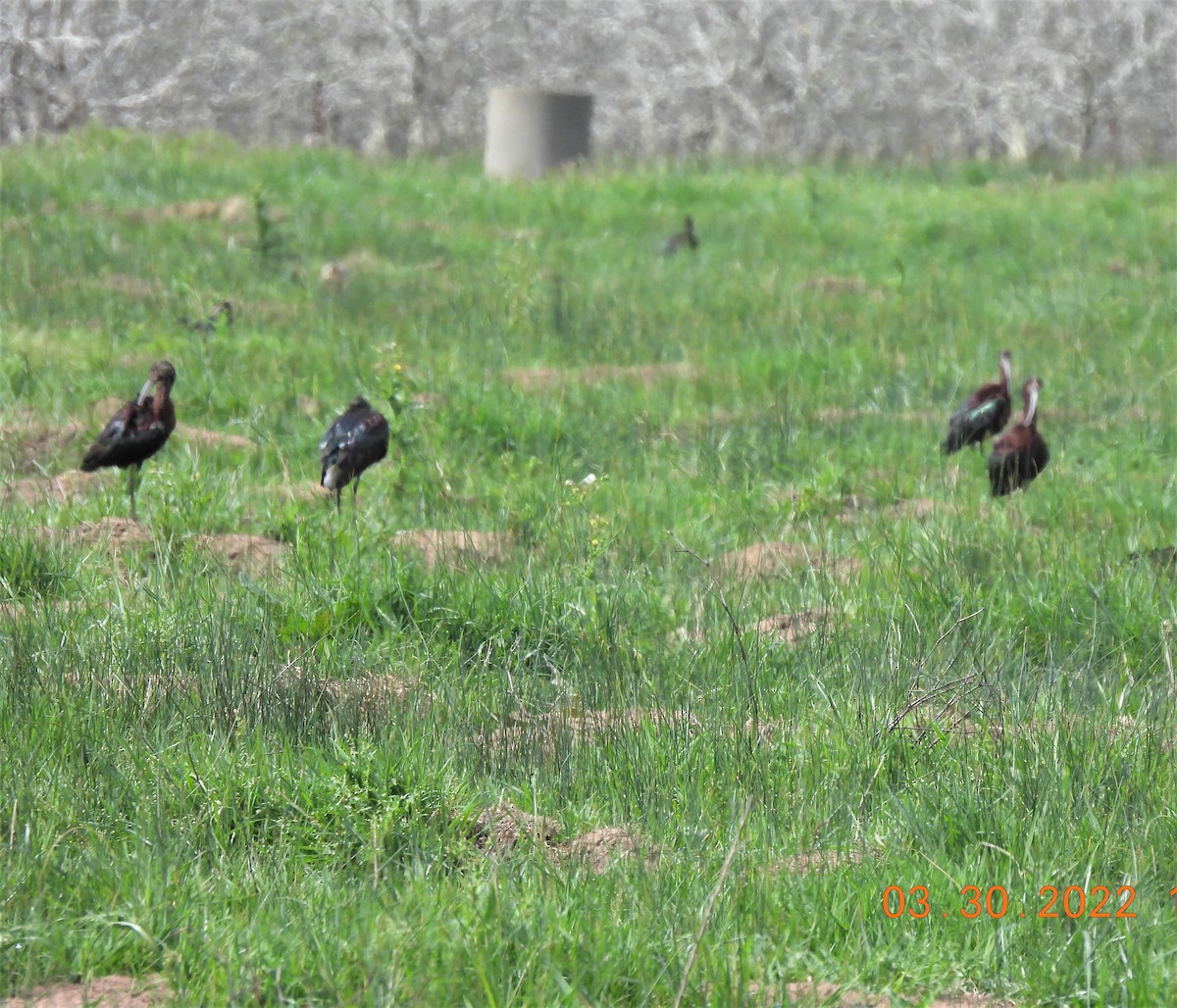 ibis americký - ML430256331