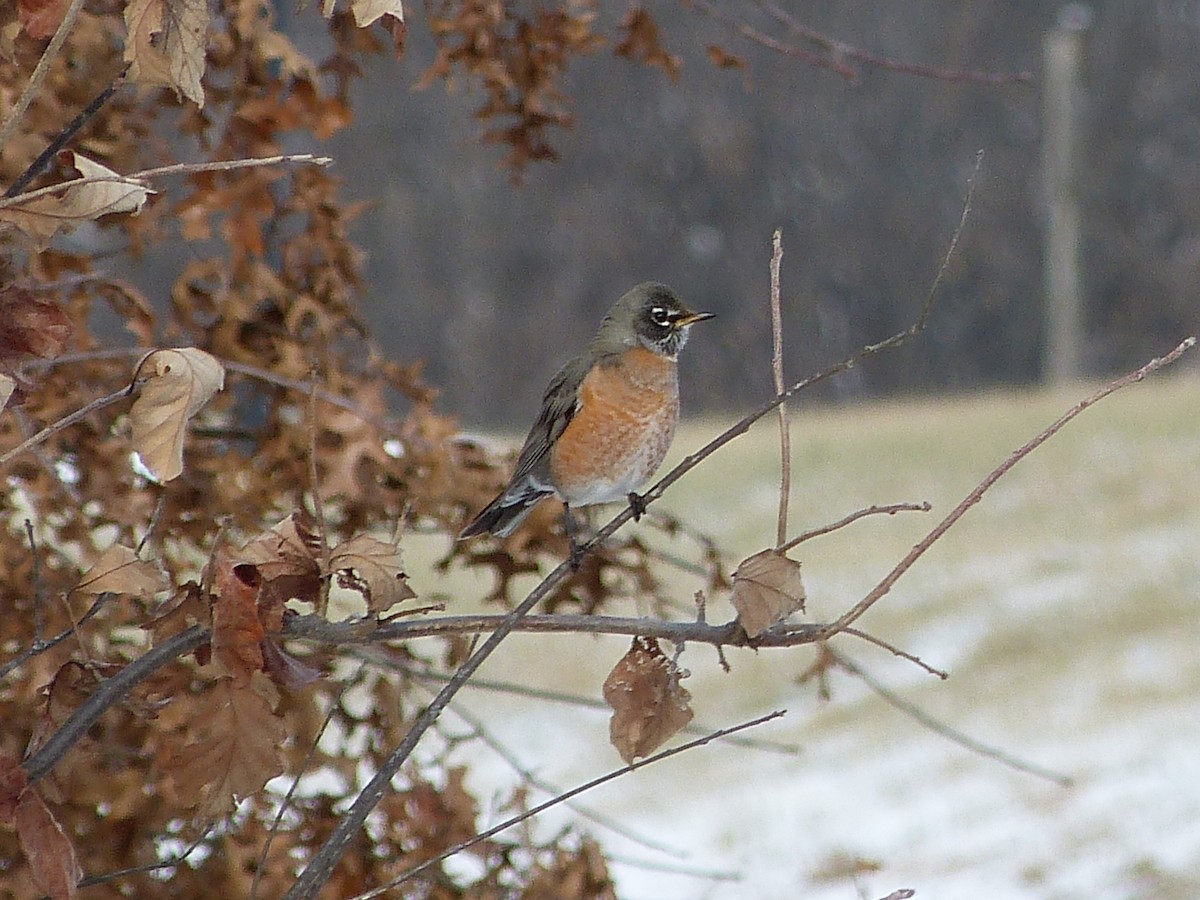 American Robin - ML43025701