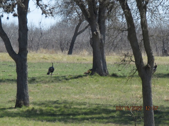 Wild Turkey - ML430257311