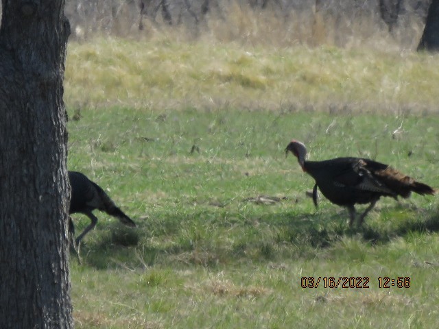 Wild Turkey - ML430257411