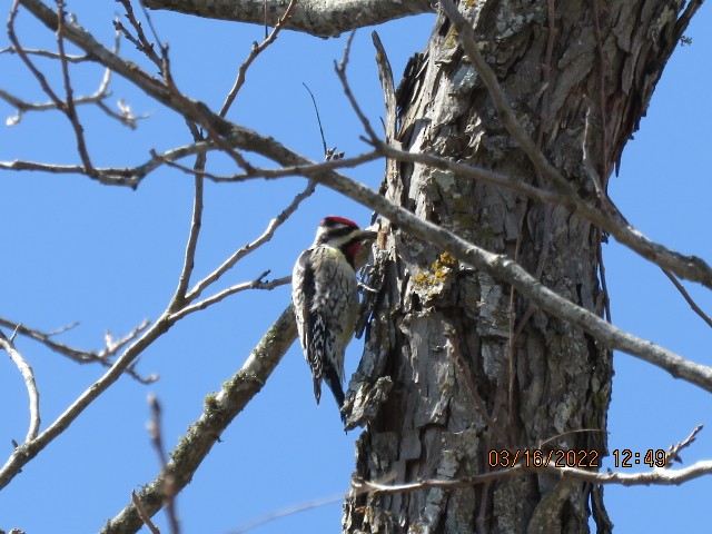 Yellow-bellied Sapsucker - ML430257681