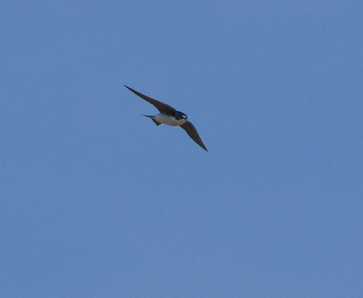 Golondrina Bicolor - ML430261681