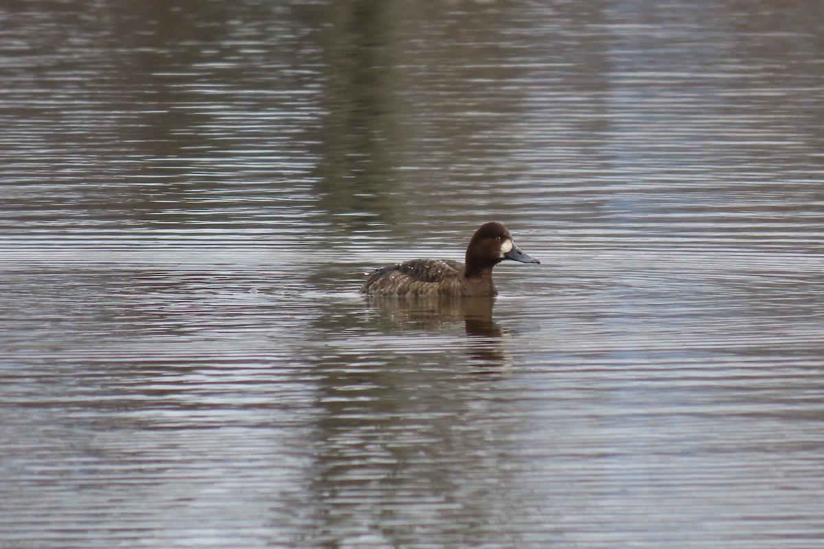 Lesser Scaup - ML430261971