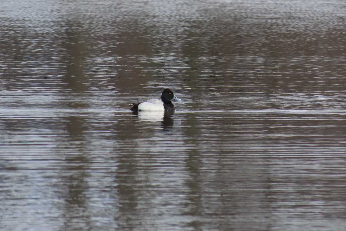 Lesser Scaup - ML430261981