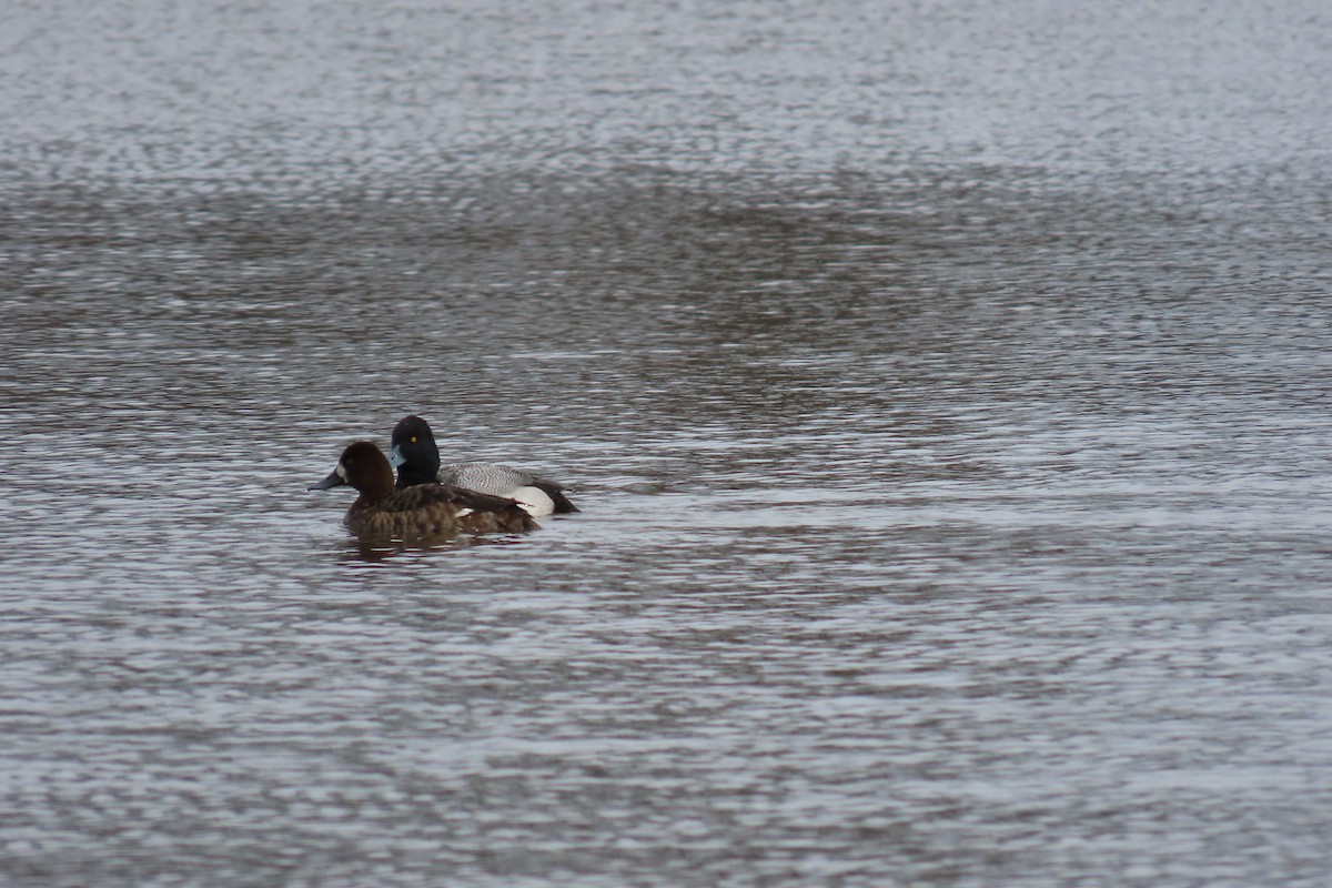 Lesser Scaup - ML430262011