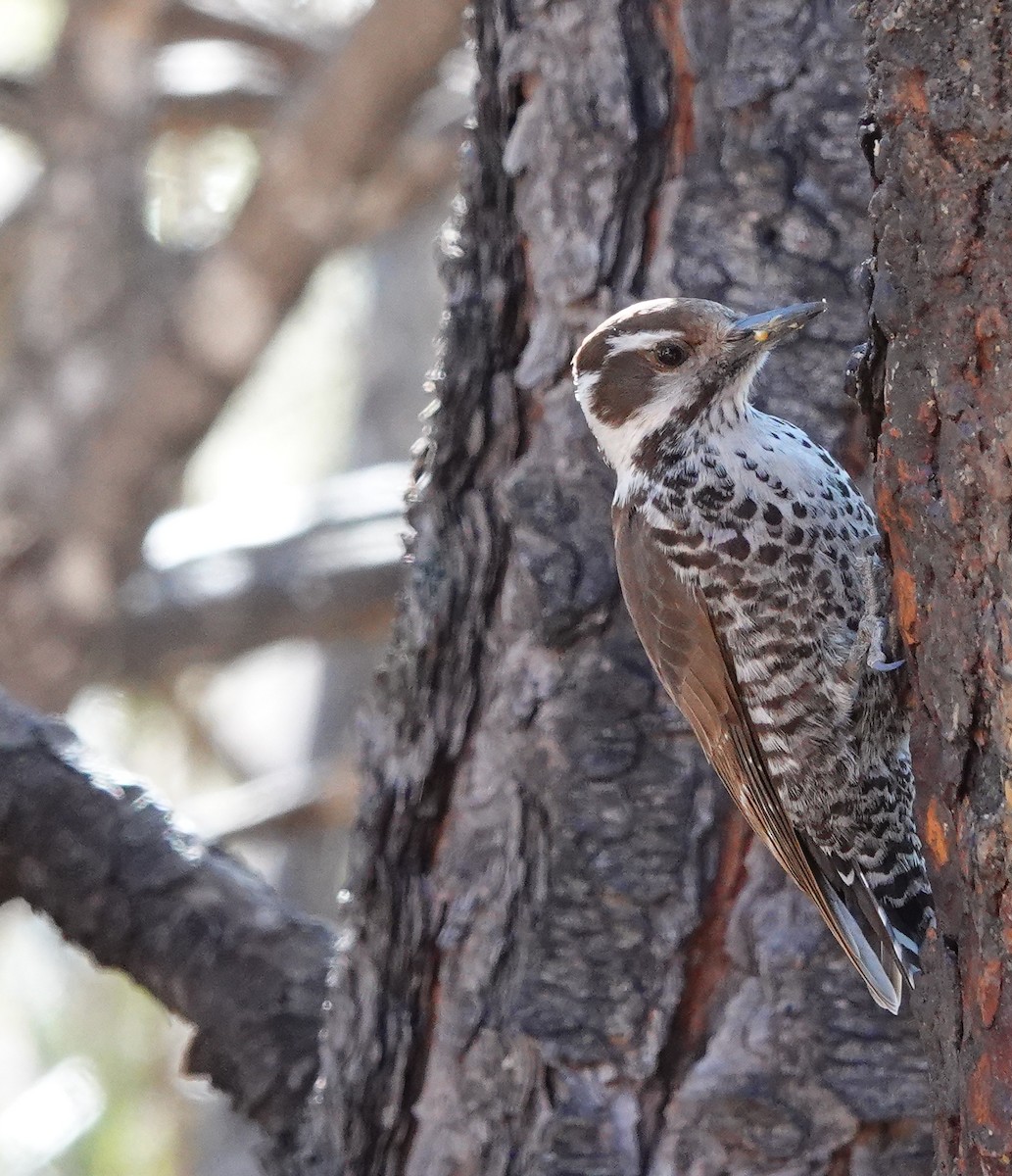 Arizona Woodpecker - ML430262601