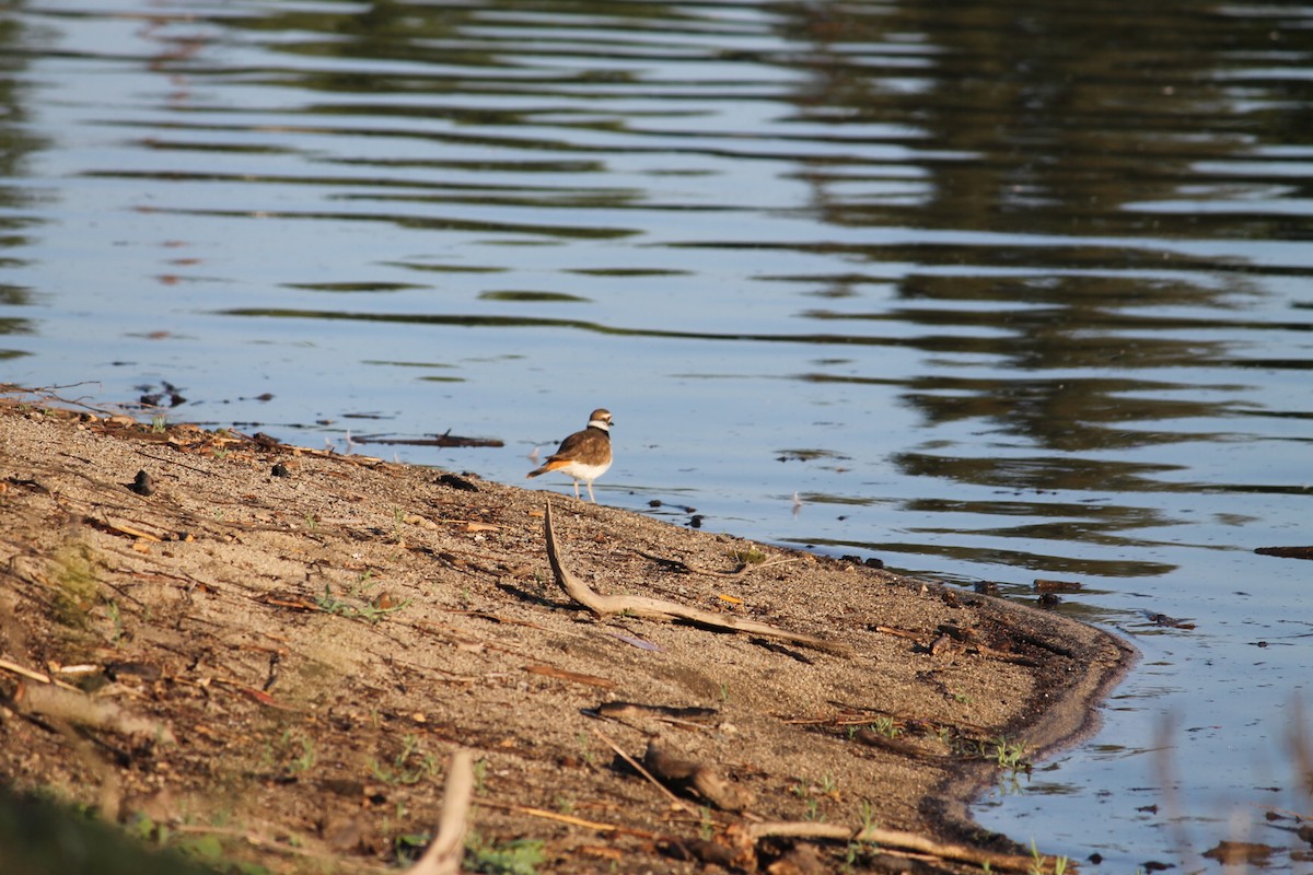 Killdeer - ML430264201