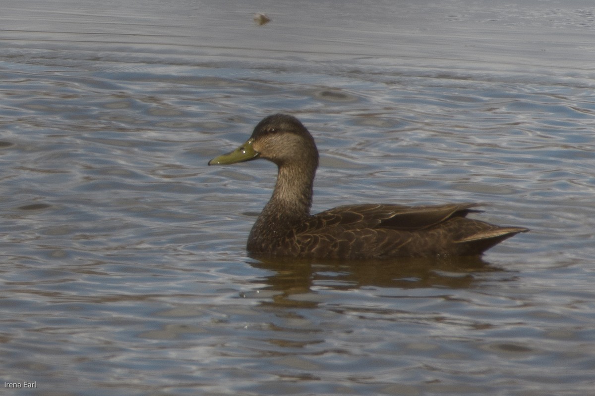 Canard noir - ML430264211