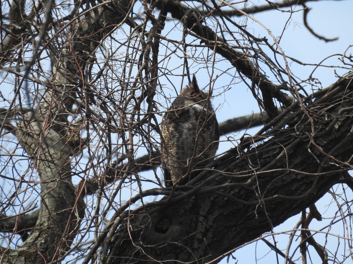 Great Horned Owl - ML430264961