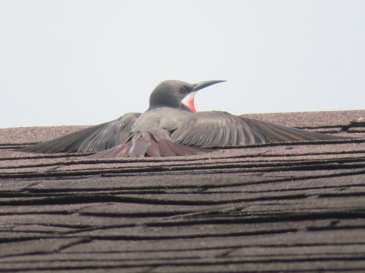 Rosy Bee-eater - ML430266821