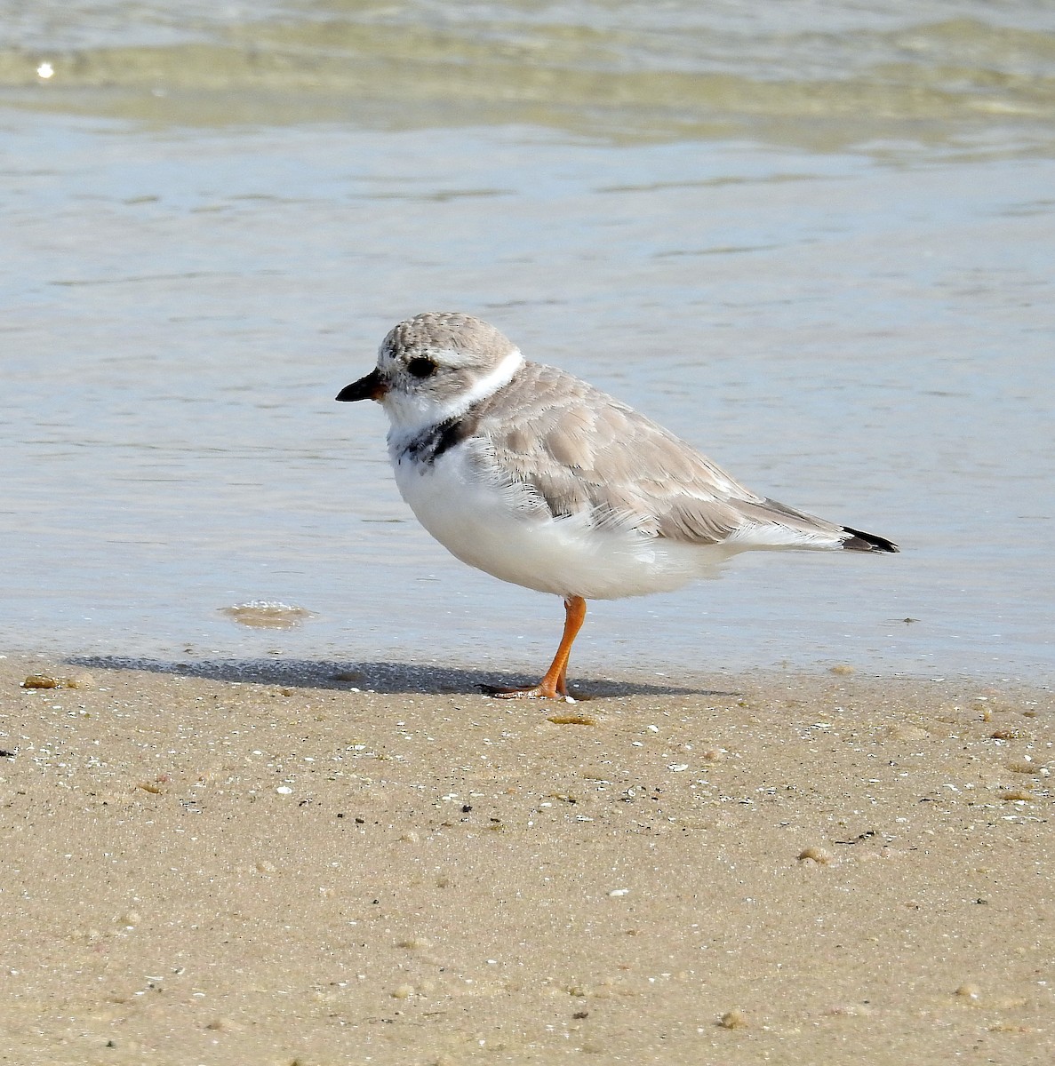 Piping Plover - ML430267321