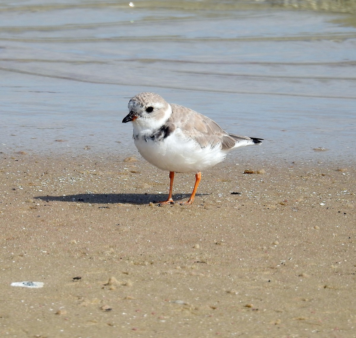 Piping Plover - ML430267331