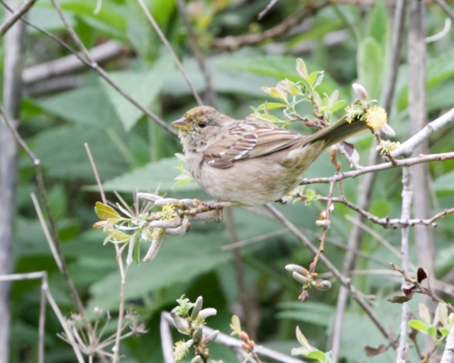 Golden-crowned Sparrow - Terence Degan