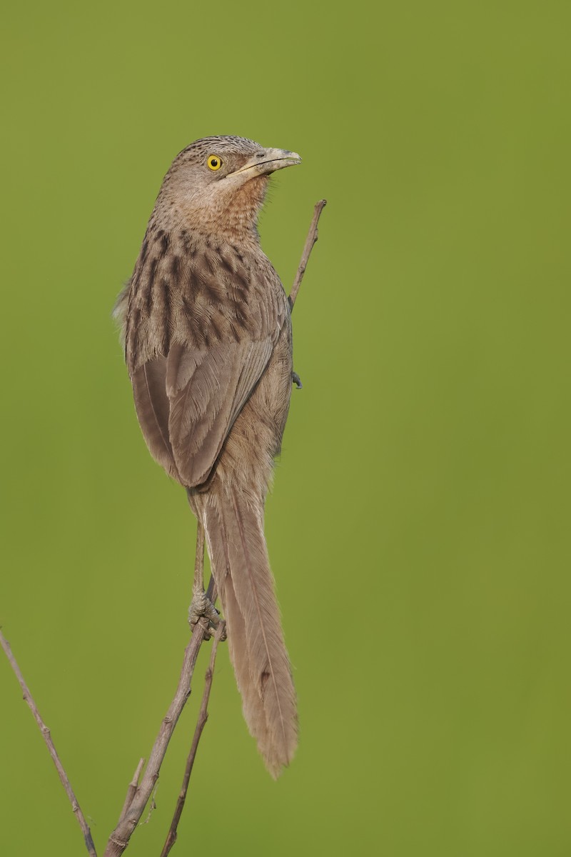 Striated Babbler - Sharif Uddin