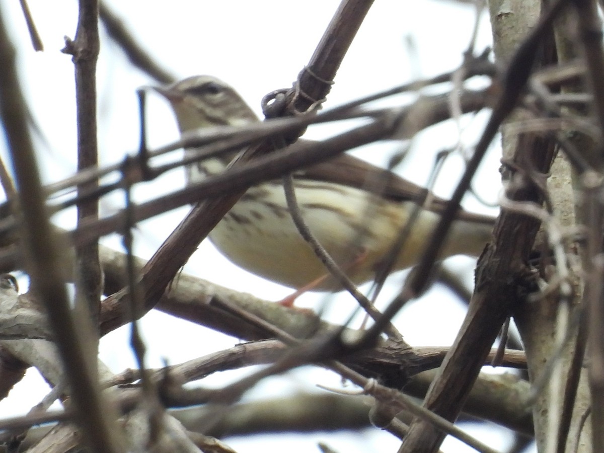 Louisiana Waterthrush - ML430269561