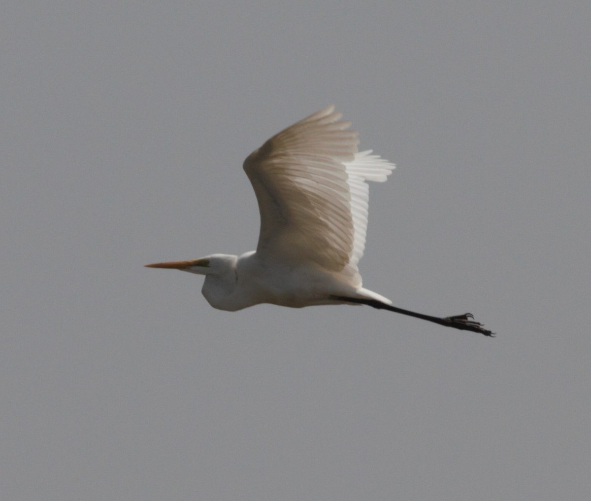 Great Egret - ML430270891