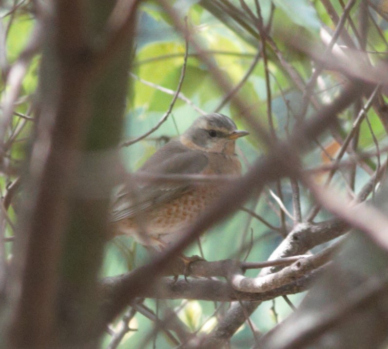 Naumann's Thrush - ML430270991