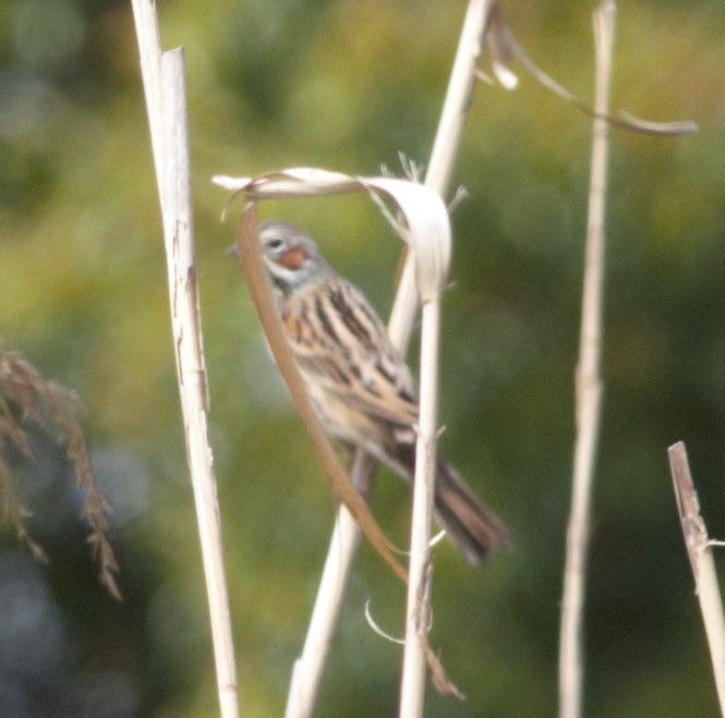 Chestnut-eared Bunting - ML430271061