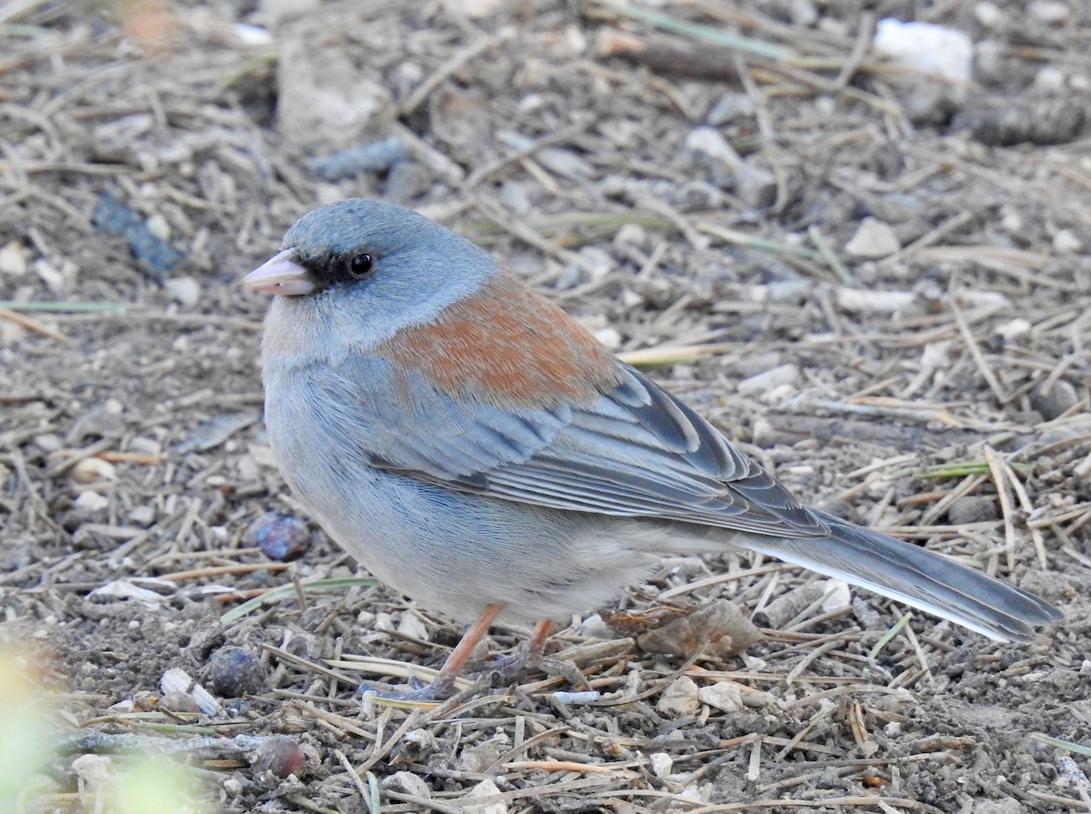 Dark-eyed Junco - E C Winstead