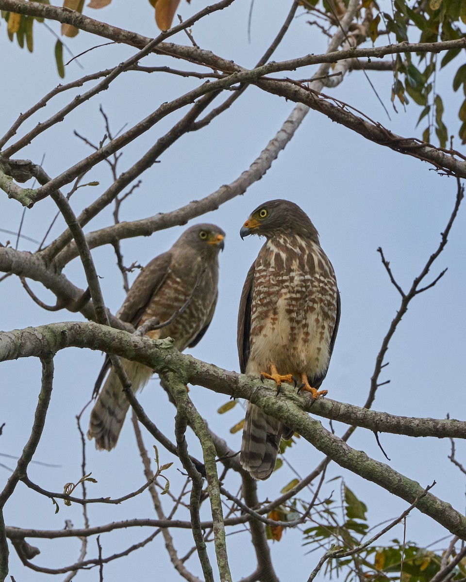 Roadside Hawk - ML430272901