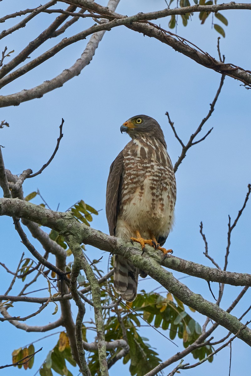 Roadside Hawk - ML430272911