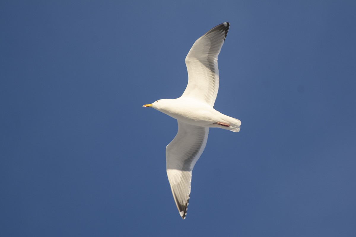 Herring x Glaucous-winged Gull (hybrid) - ML430272961