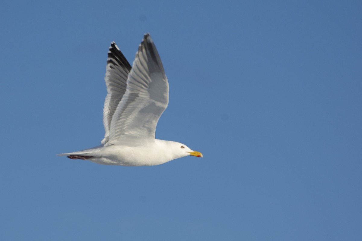 Herring x Glaucous-winged Gull (hybrid) - ML430272971