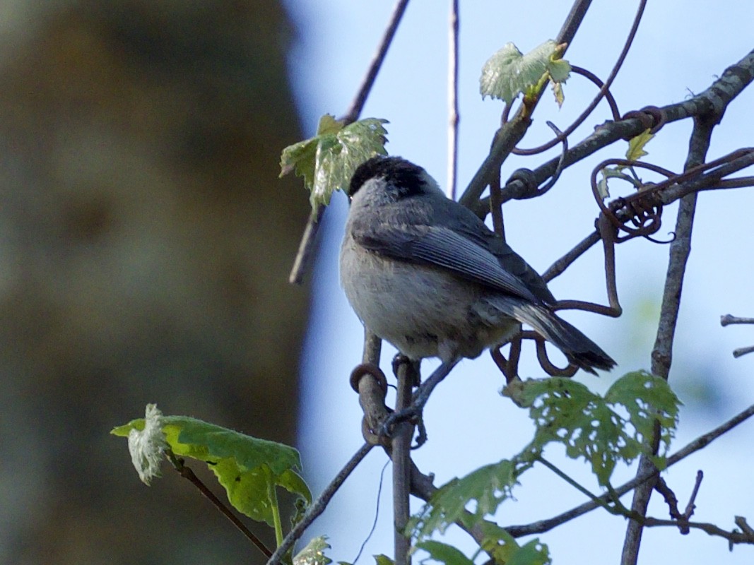 Carolina Chickadee - ML430273401