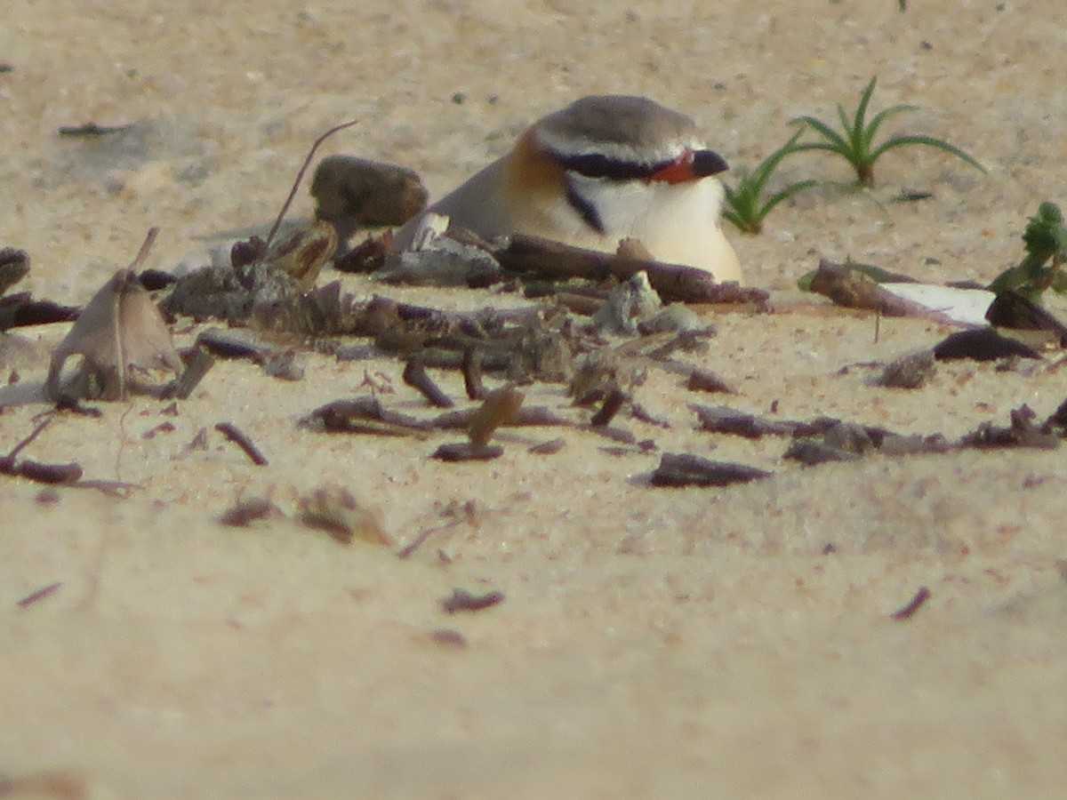 Gray Pratincole - ML430273561