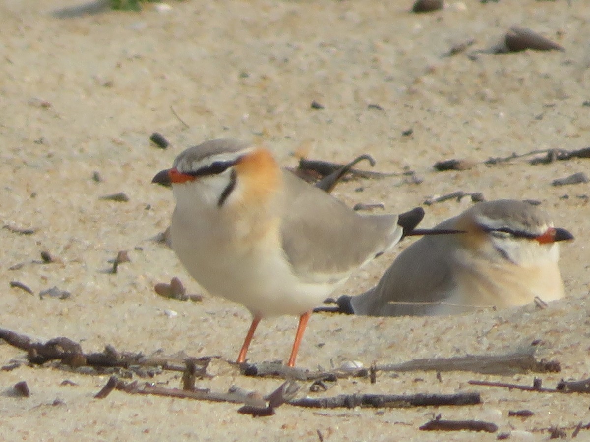 Gray Pratincole - ML430273571