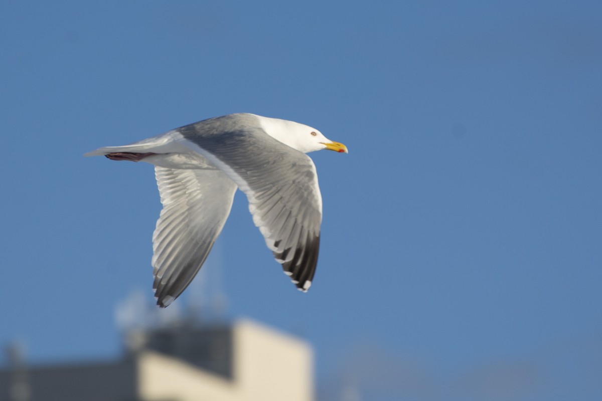 Herring x Glaucous-winged Gull (hybrid) - ML430273771